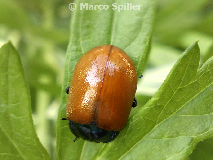 Chrysomela populi ?